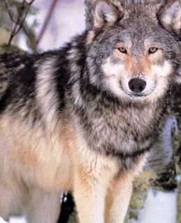 Николай Никитин — фото 1