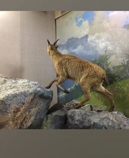 Ахмат Шаханов