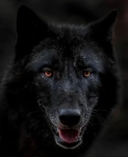 Vladimir — фото 4